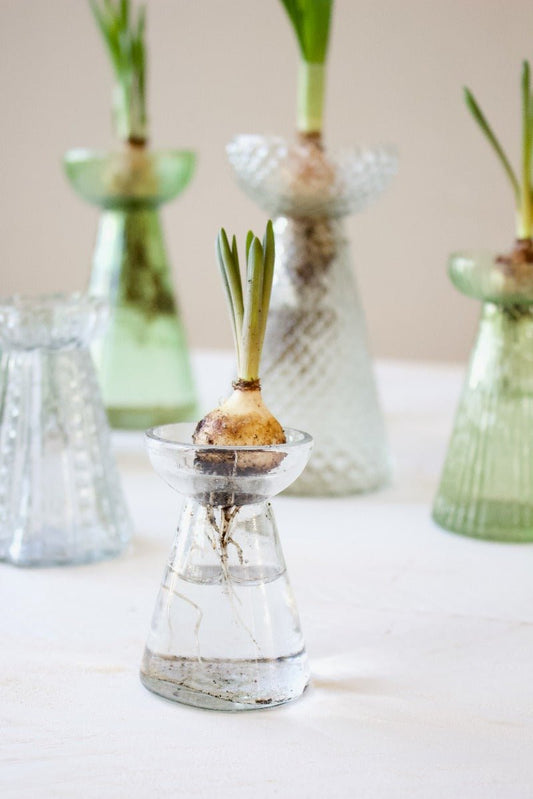 Glass hyacinth vases in soft green and clear tones, each holding a single bulb sprouting fresh green leaves, arranged on a white surface.