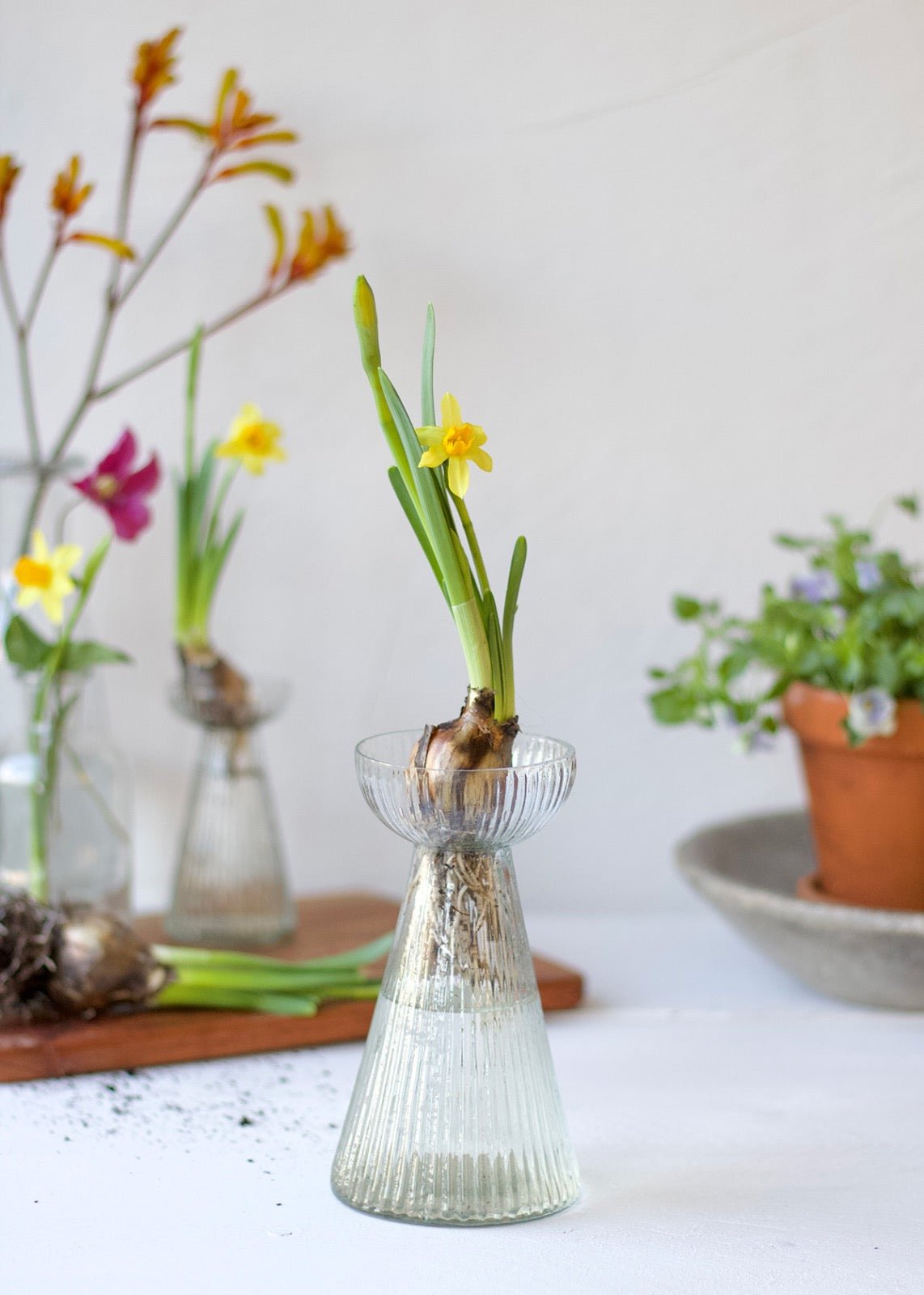 Clear ribbed glass vase with wide top, styled with a blooming daffodil bulb in water on a white table.