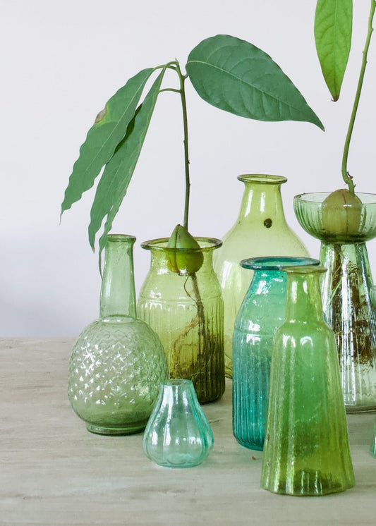 Assorted green and turquoise recycled glass vases with avocado plants, styled on a wooden surface in soft daylight.